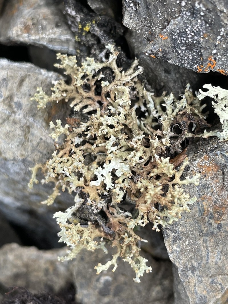 Dactylina Lichen photo 6