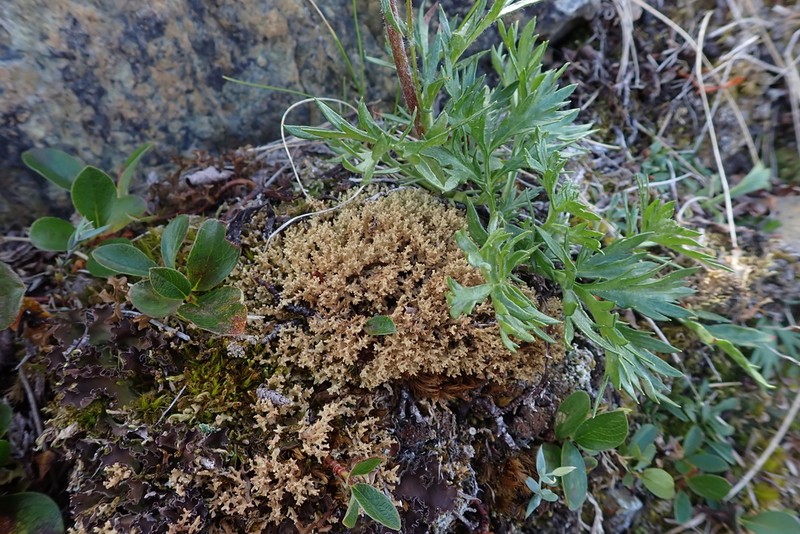 Dactylina Lichen photo 7