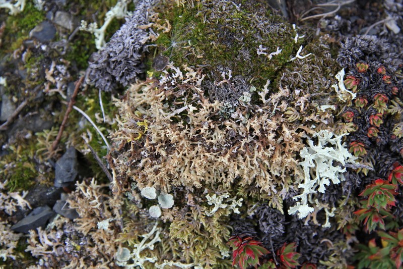 Dactylina Lichen photo 8
