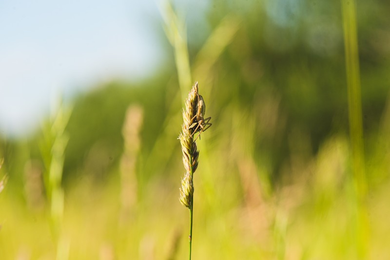 Orchardgrass photo 5