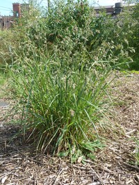 Orchardgrass