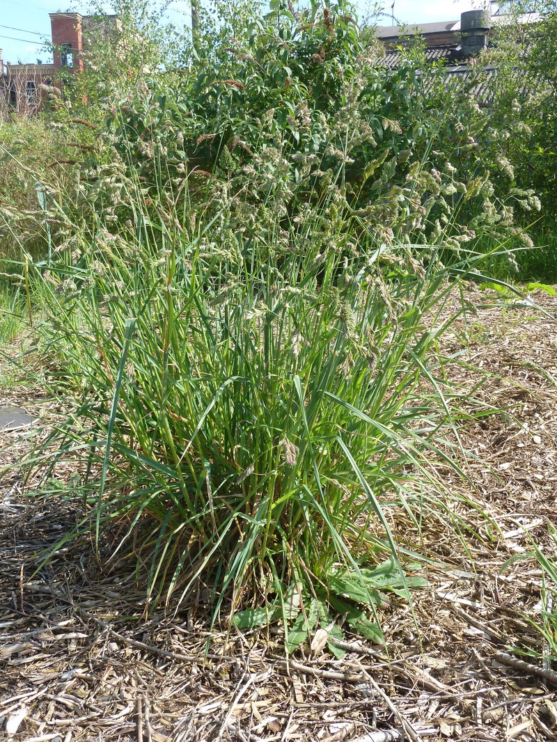 Orchardgrass