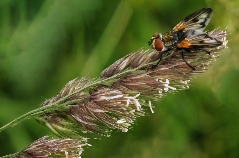 Orchardgrass photo 2