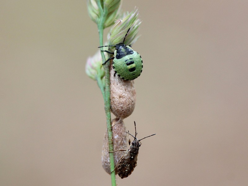 Orchardgrass photo 3