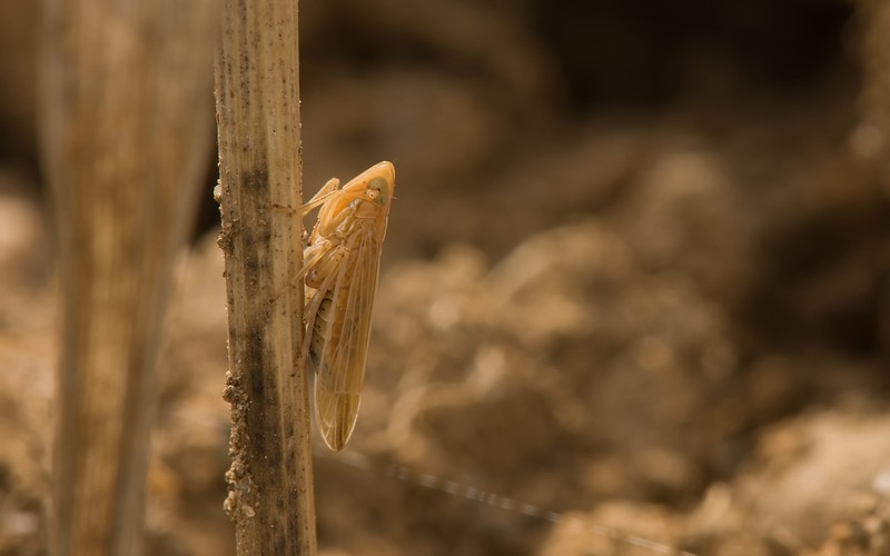 Orchardgrass photo 4