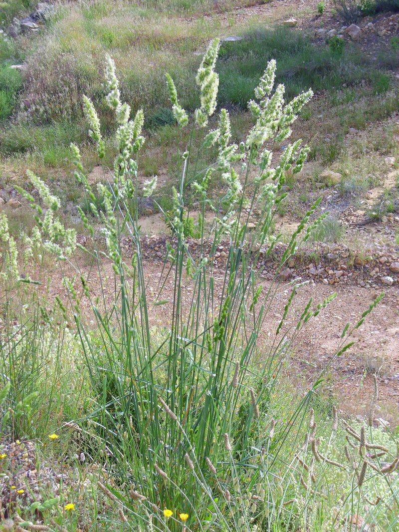Orchardgrass photo 6