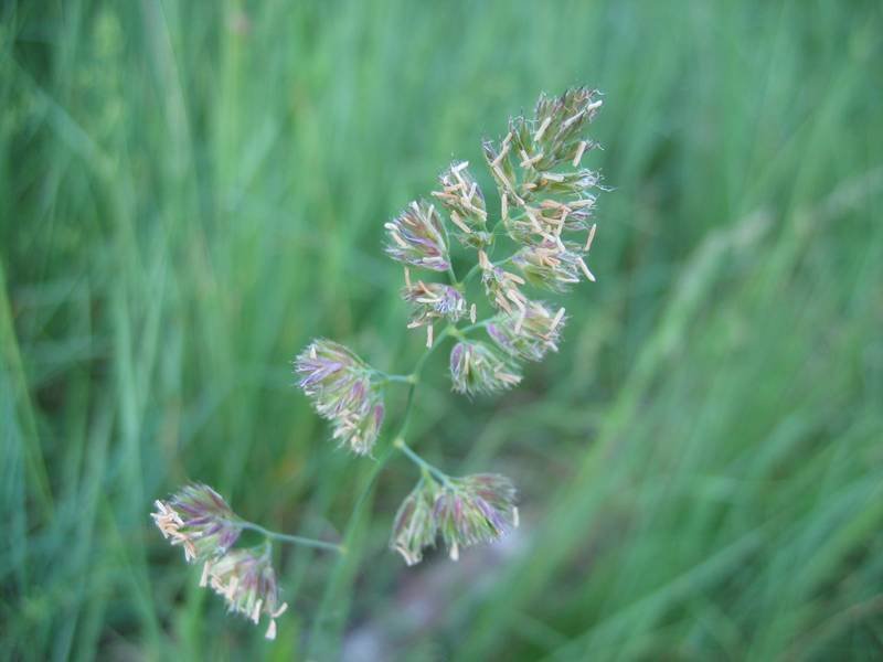 Orchardgrass photo 7