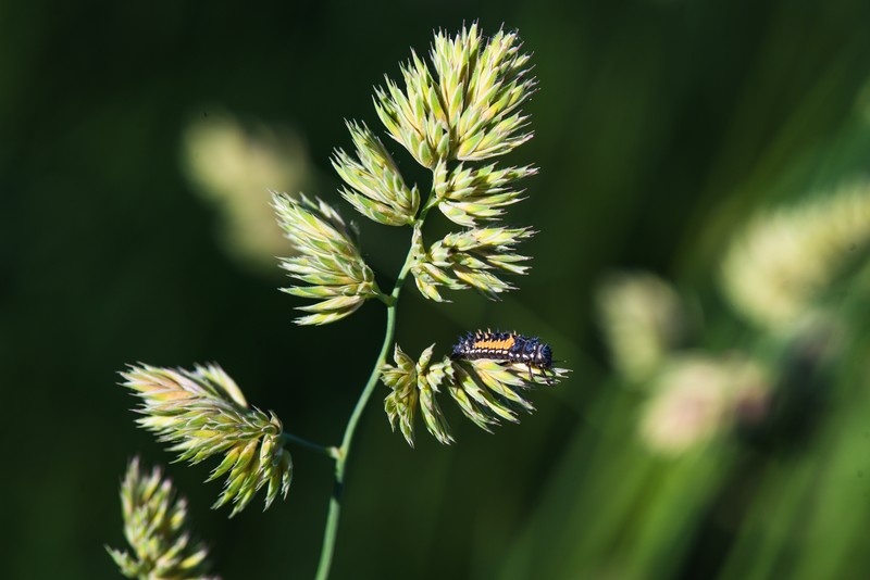 Orchardgrass photo 8