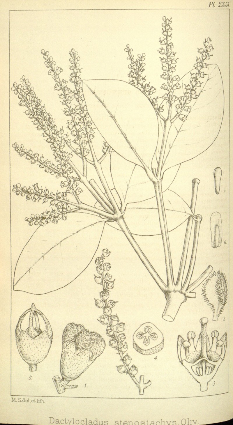 Dactylocladus stenostachys