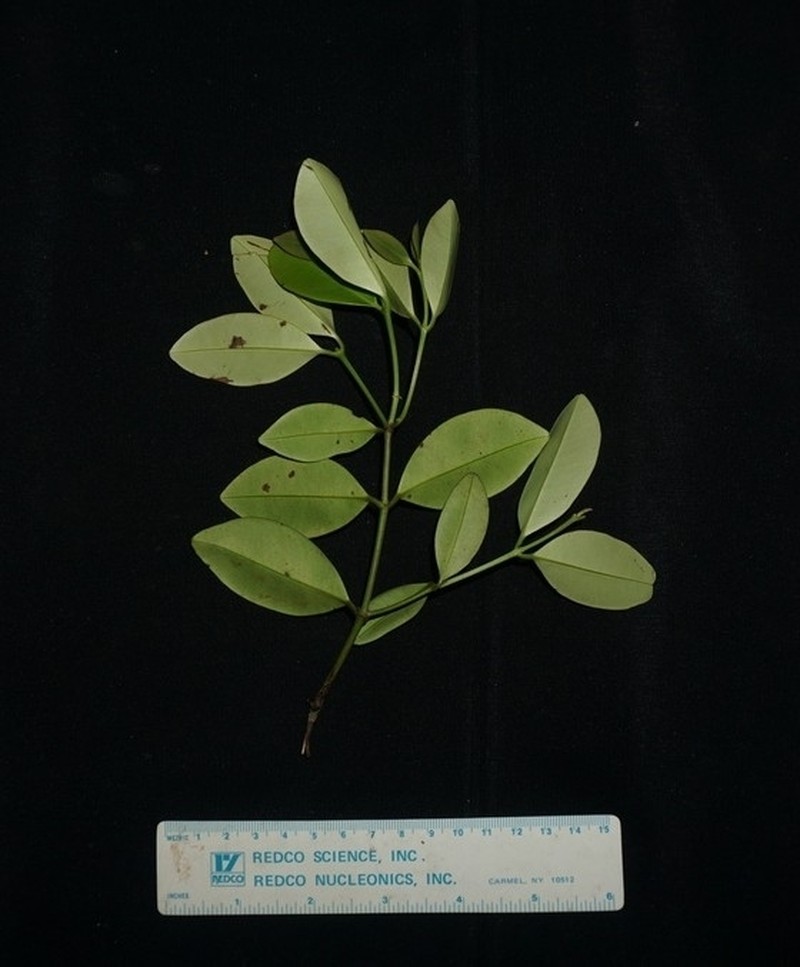Dactylocladus stenostachys photo 3