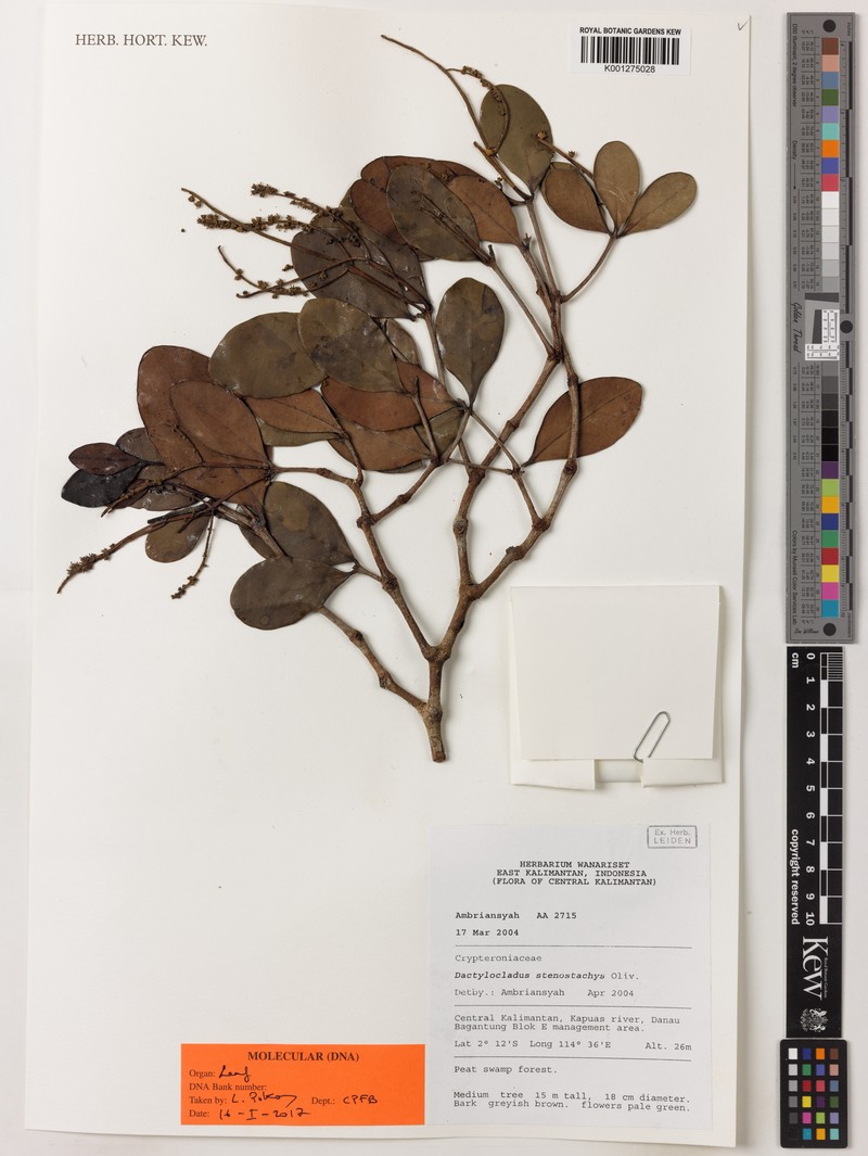 Dactylocladus stenostachys photo 5