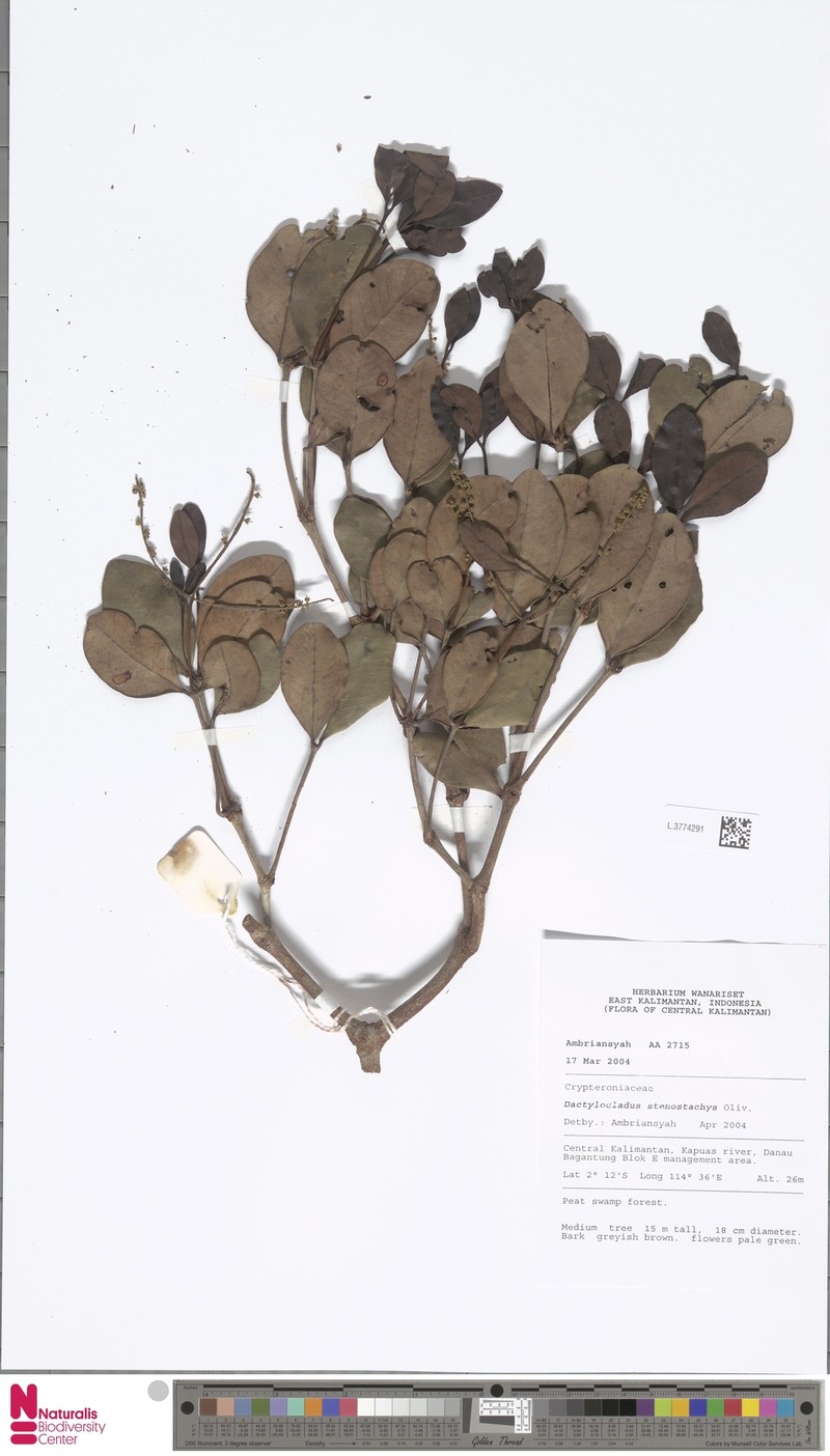 Dactylocladus stenostachys photo 6