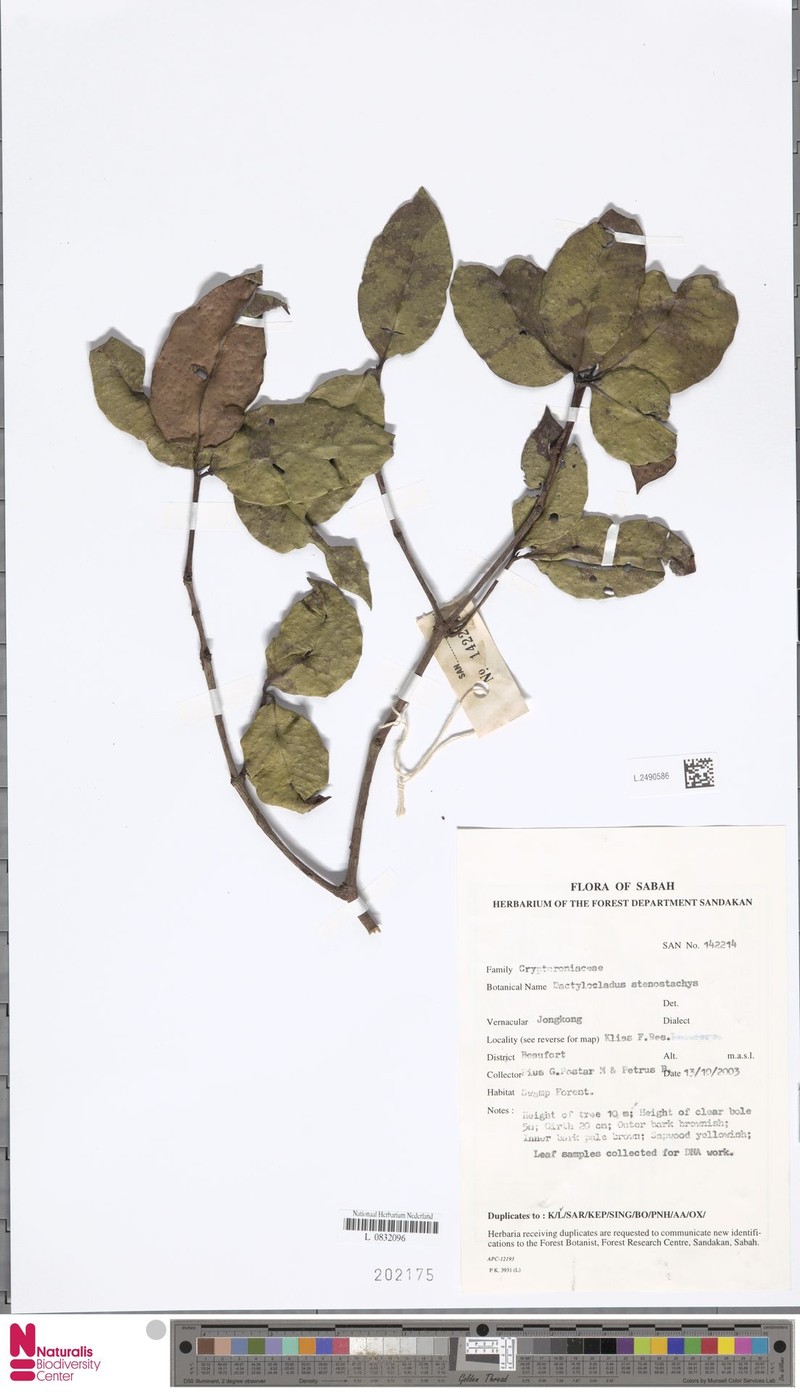Dactylocladus stenostachys photo 7