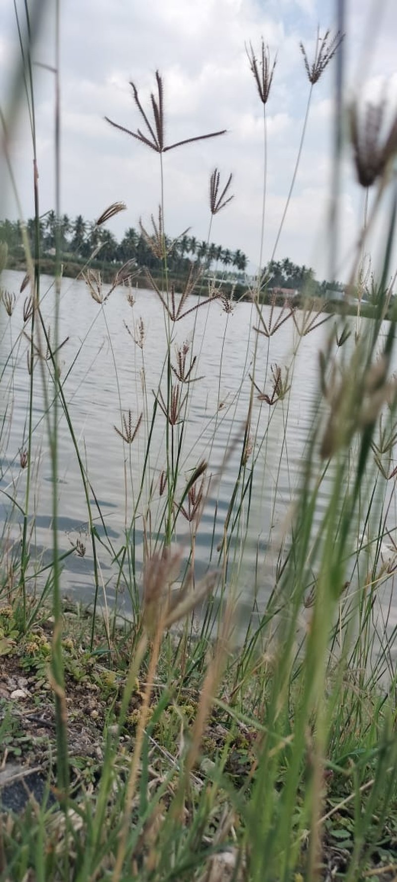 Egyptian Grass photo 2