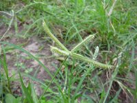 Egyptian Grass