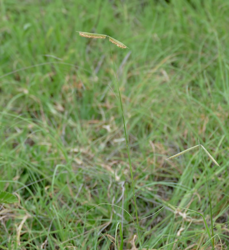 Egyptian Grass photo 3