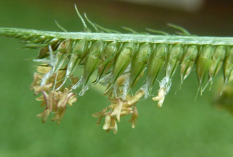 Egyptian Grass photo 4