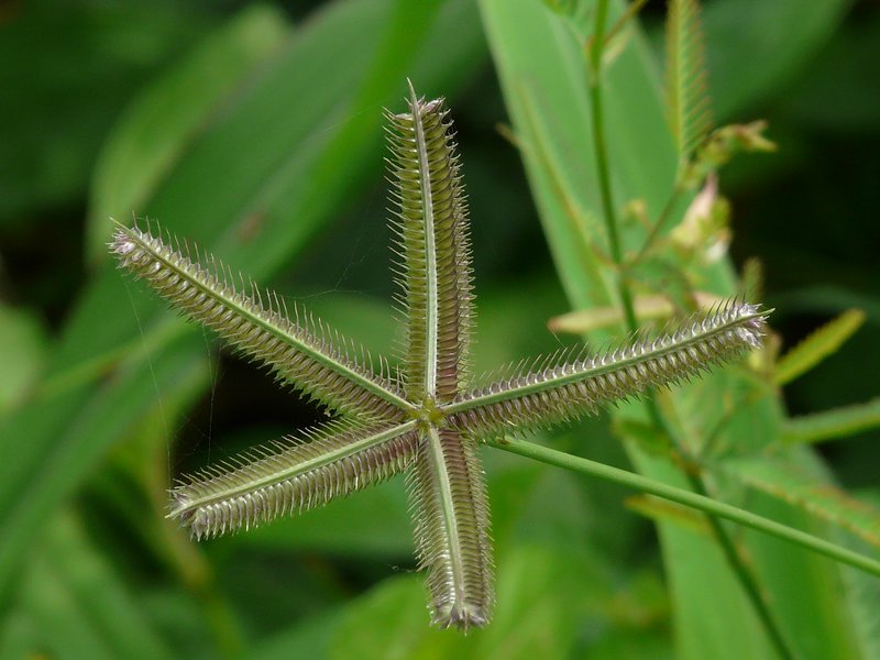 Egyptian Grass photo 5