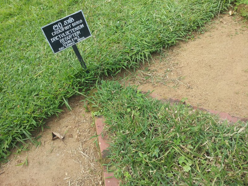 Egyptian Grass photo 6