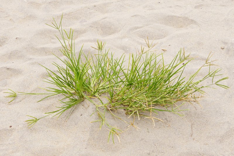Egyptian Grass photo 7