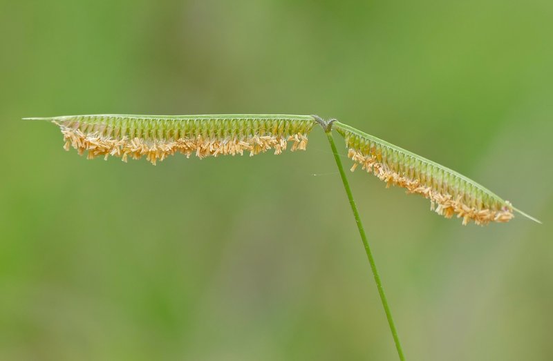 Egyptian Grass photo 8