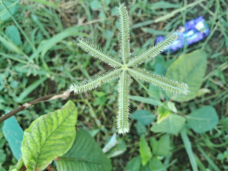 Egyptian Grass photo 9