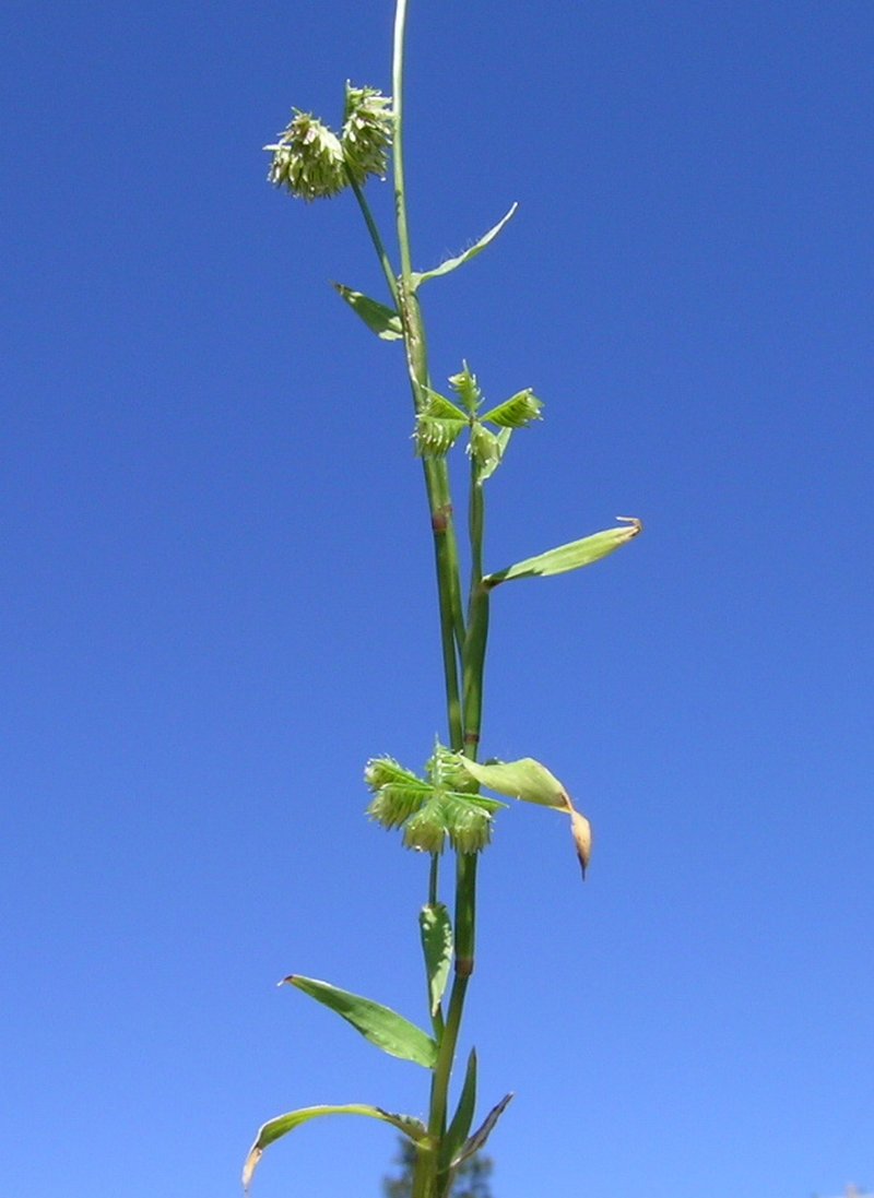 Buttongrass photo 2