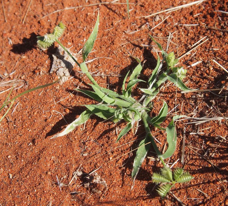Buttongrass photo 3