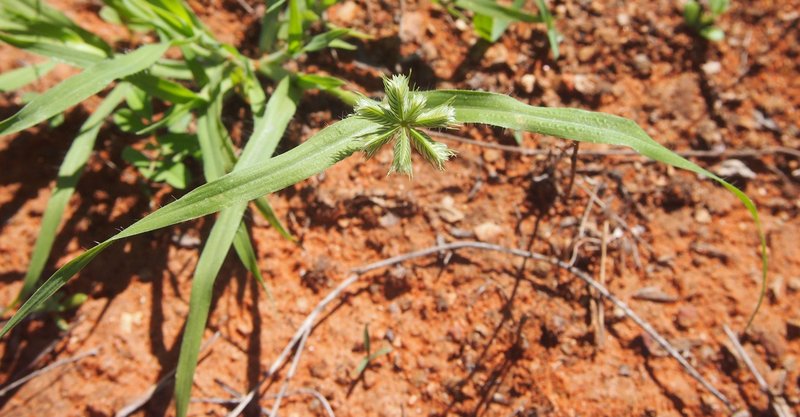 Buttongrass photo 4