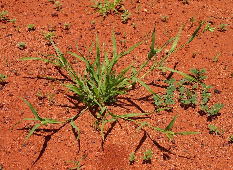 Buttongrass photo 5