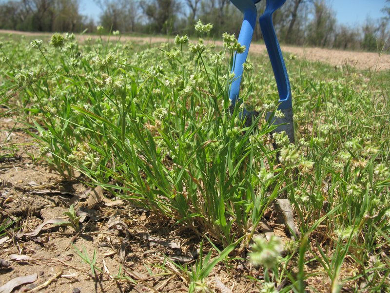 Buttongrass photo 7