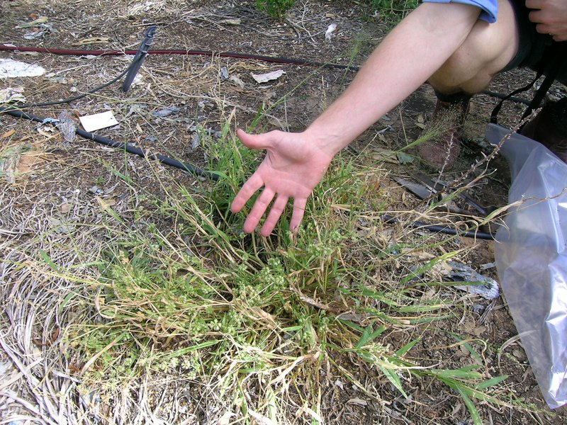 Buttongrass photo 8