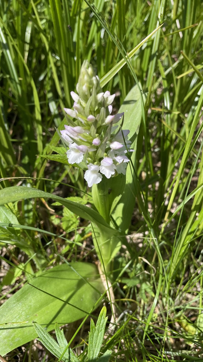 Dactylorhiza × aschersoniana photo 2