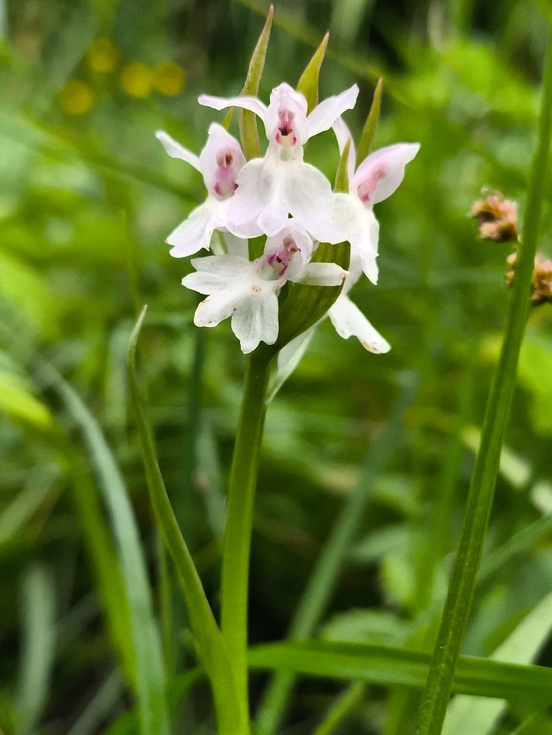 Dactylorhiza × aschersoniana photo 3