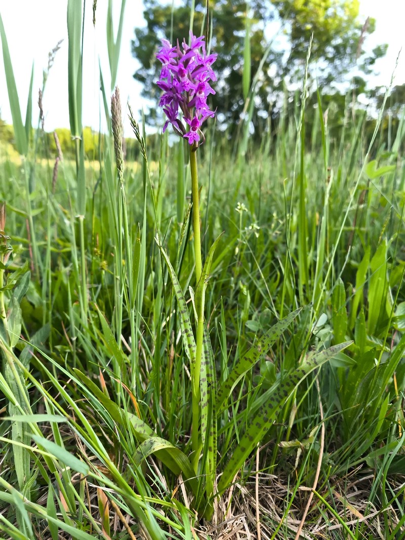 Dactylorhiza × aschersoniana photo 4