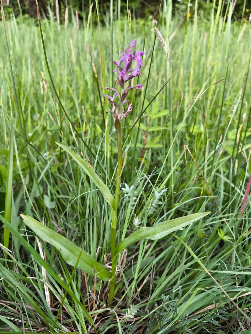 Dactylorhiza × aschersoniana photo 5