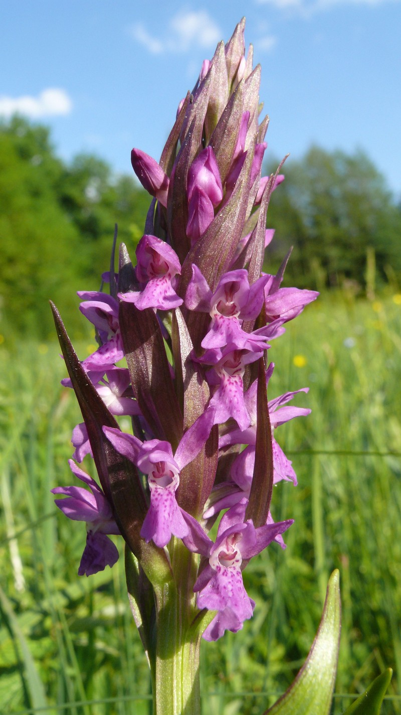 Dactylorhiza × aschersoniana