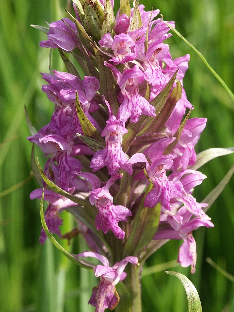 Dactylorhiza × aschersoniana photo 6