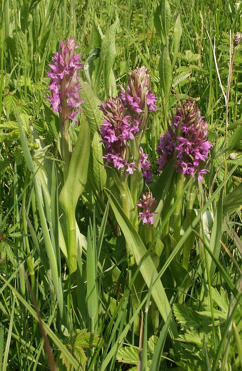 Dactylorhiza × aschersoniana photo 7