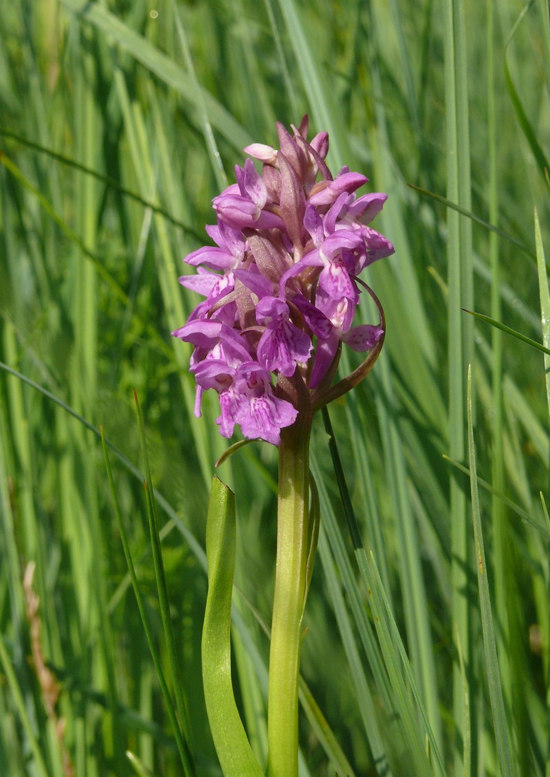 Dactylorhiza × aschersoniana photo 8