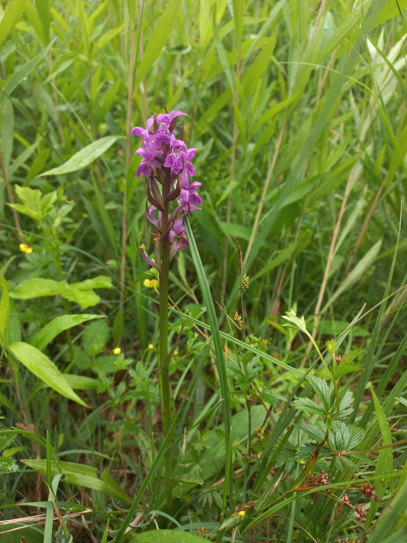 Dactylorhiza × aschersoniana nothosubsp. aschersoniana