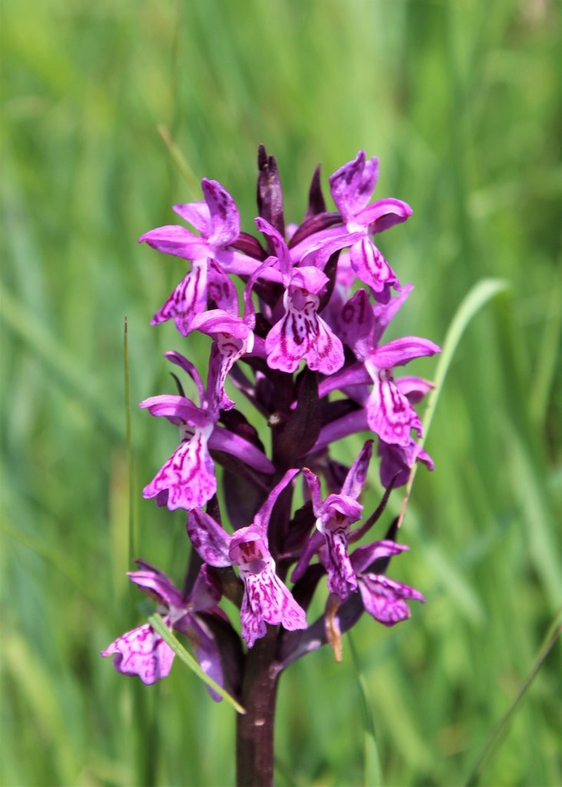 Dactylorhiza × aschersoniana nothosubsp. aschersoniana photo 2