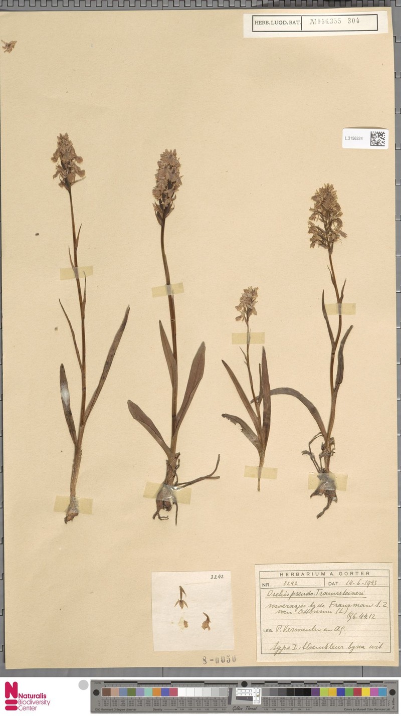 Dactylorhiza × aschersoniana nothosubsp. aschersoniana photo 3