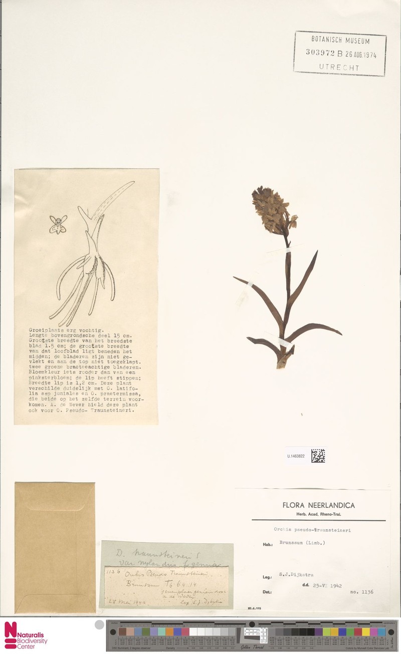Dactylorhiza × aschersoniana nothosubsp. aschersoniana photo 4