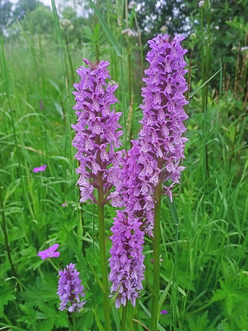 Dactylorhiza × aschersoniana nothosubsp. ishorica