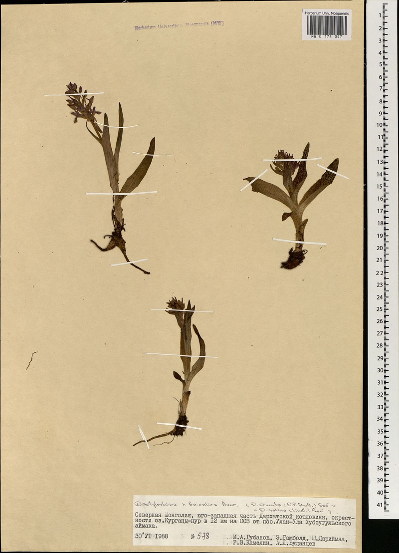 Dactylorhiza × baicalica