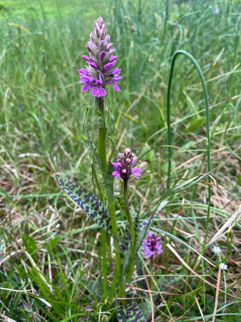 Dactylorhiza × braunii photo 2
