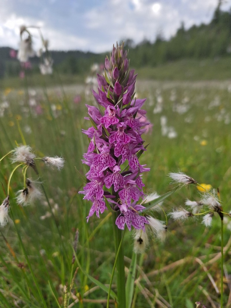 Dactylorhiza × braunii photo 3