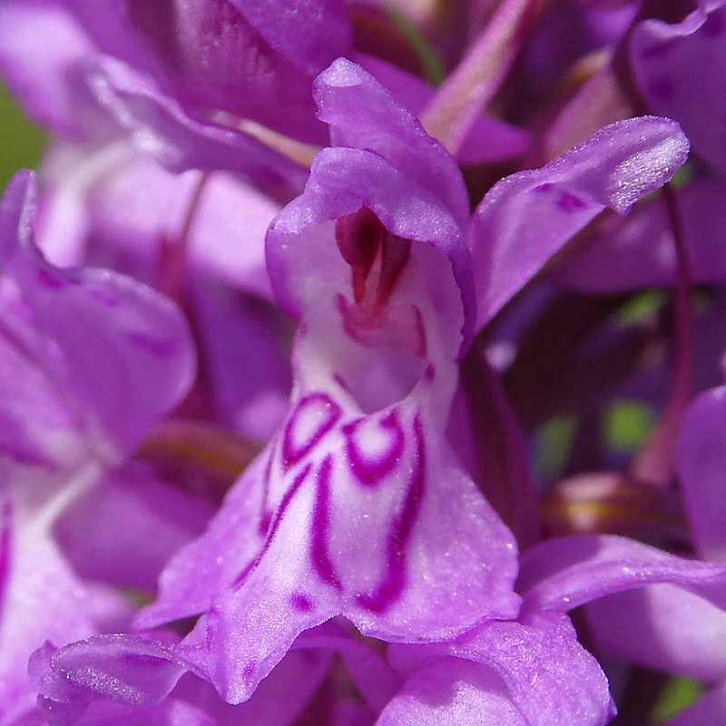 Dactylorhiza × braunii photo 4
