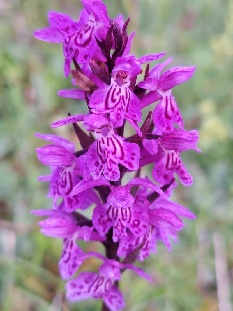 Dactylorhiza × braunii photo 5